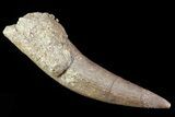 Fossil Plesiosaur (Zarafasaura) Tooth - Morocco #81928-1